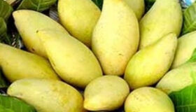 Hoa Loc Mango Tien Giang